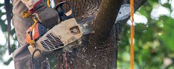 Best Tree Risk Assessment  in Fairview, GA