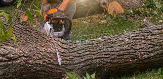 How Our Tree Care Process Works  in  Fairview, GA