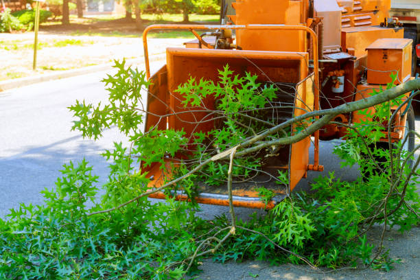Best Lot and Land Clearing  in Fairview, GA