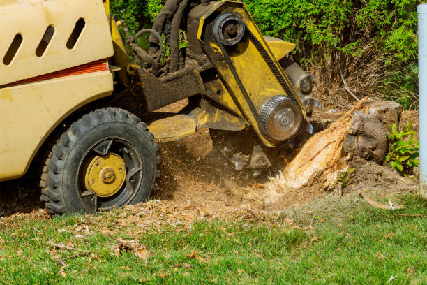Best Arborist Consultation Services  in Fairview, GA